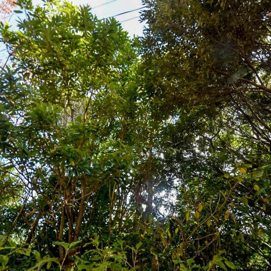 D区画 現地写真03