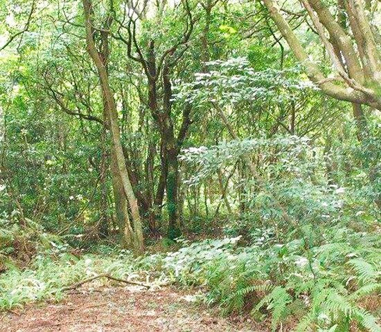 入り込み道路付近４