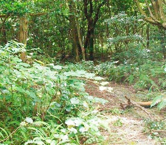 入り込み道路付近３