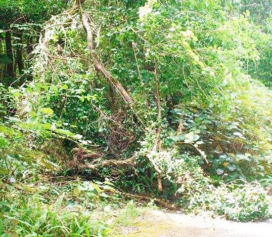 入り込み道路付近１