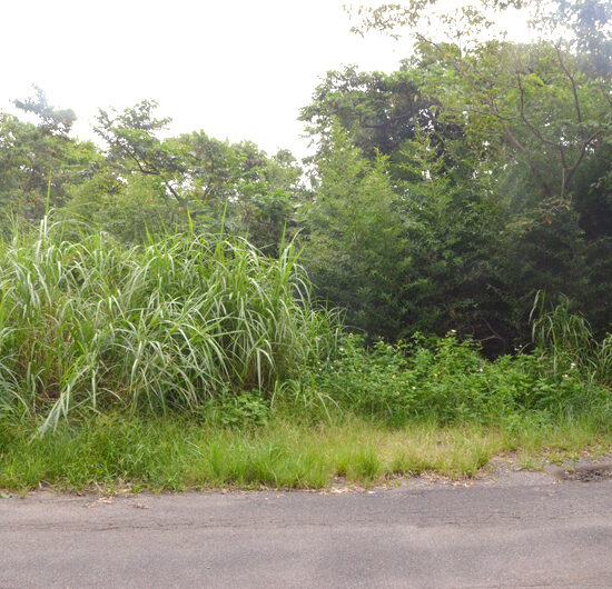 現地写真　農道から02