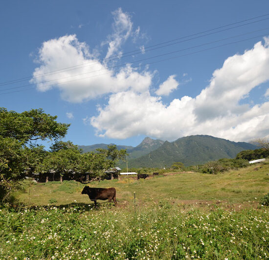 近くの牧場02