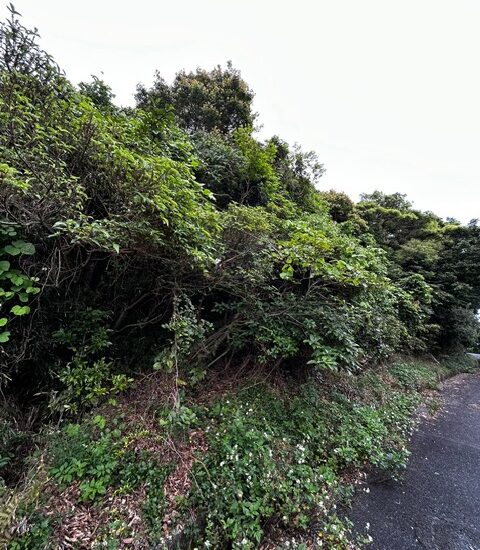 現地写真2
