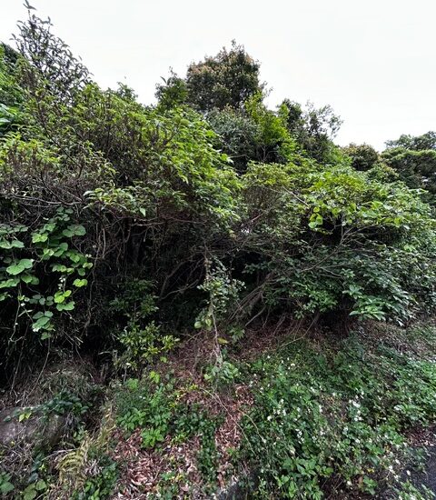 現地写真3