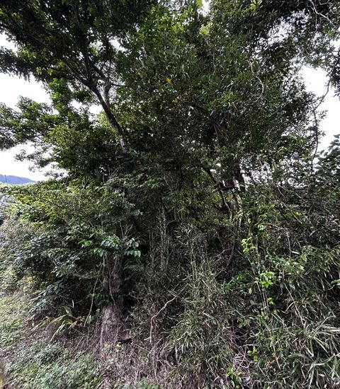 現地写真6